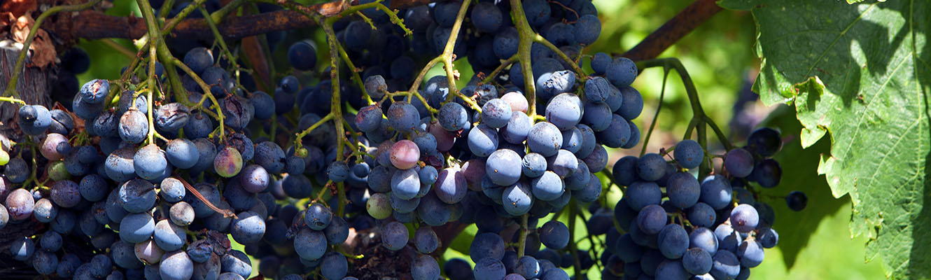Excursión Etna Vino